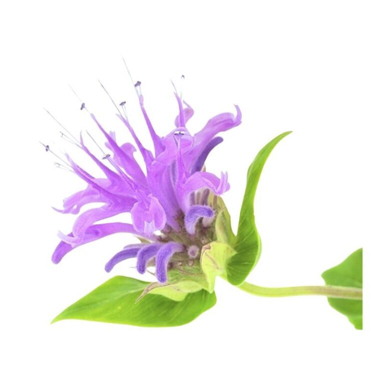 Bergamot Oil
