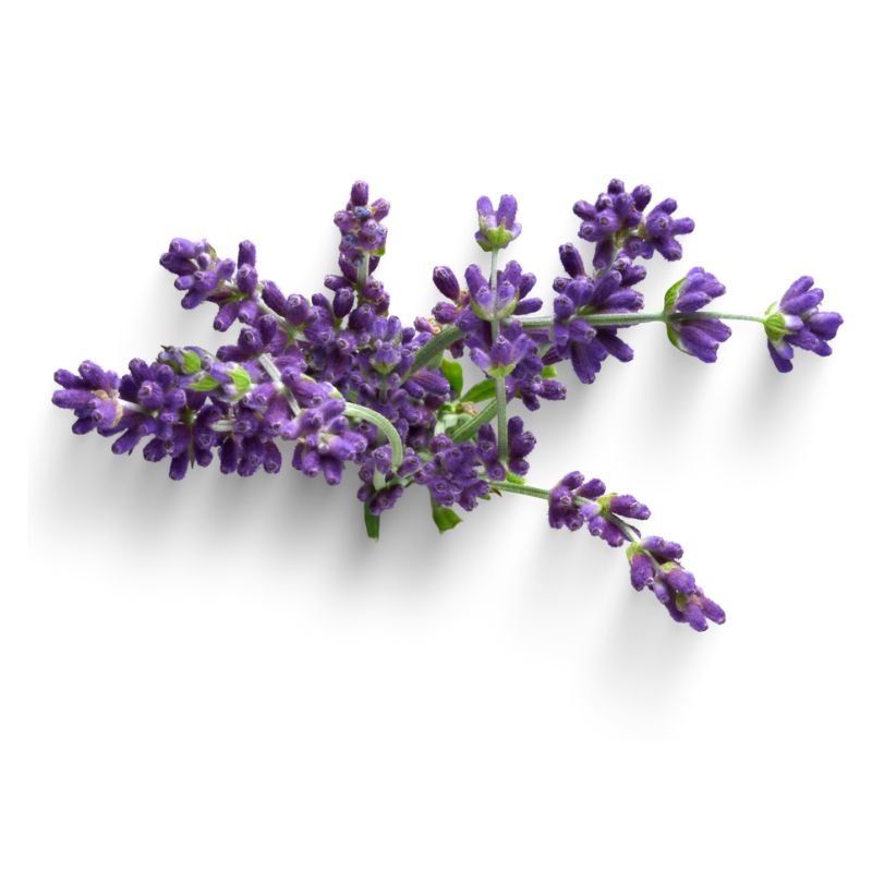 Lavender Oil
