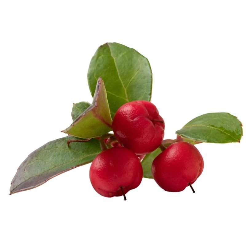 Wintergreen Oil