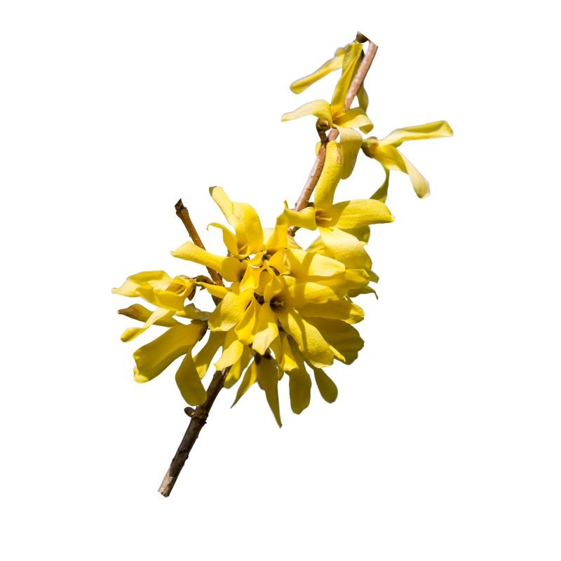 Witch Hazel Oil